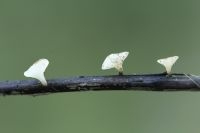 Hymenoscyphus pseudoalbidus (foto: Menno Boomsluiter)