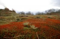 Haarmos en Buntgras in stuifzandlandschap (foto: Marijn Nijssen)