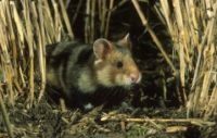 Hamster: zonder steun mogelijk binnenkort voorgoed verdwenen uit Vlaanderen (foto: Hugo Willocx)