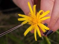 Alleen handmatige bestuiving van de bloemhoofdjes leverde nog goed zaad op (foto: Gerard Oostermeijer)