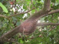 Hangend nest (foto: Silvia Hellingman)