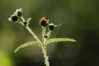 Harig knopkruid is rijk bezet met afstaande haren (foto: Wout van der Slikke)