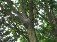 Nest van eikenprocessierupsen in een bos bij Havelte (foto: Silvia Hellingman)