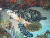 Hawksbill turtle (foto: DCNA)