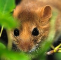 Hazelmuis (foto: Rollin Verlinde, Zoogdiervereniging)