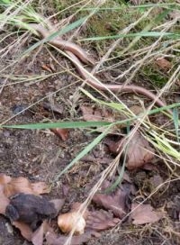 Hazelworm man en gewone pad aangetroffen onder hetzelfde plaatje (foto: Dimitri Emond en Jeroen Brandjes)