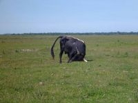 Heckrund in bronst op Goeree Overflakee (foto: Esther Linnartz, APIS)