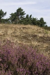 Veel dieren op de heide gaan sterk achteruit (foto: Kars Veling)