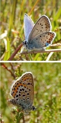 Heideblauwtje, mannetje boven en vrouwtje onder (foto’s: Kars Veling)