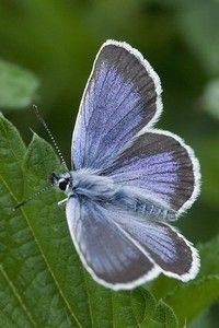 Mannetjes zijn prachtig blauw met een dikke zwarte rand (foto: Kars Veling)