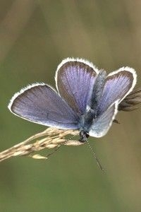 Mannetjes van het heideblauwtje hebben een duidelijke, vrij brede, zwarte rand langs de vleugels (foto: Kars Veling)