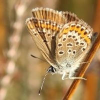 Voor het eerst is er een novemberwaarneming van een heideblauwtje. Leersum, 2 november 2015 (foto: Jan Katsman)