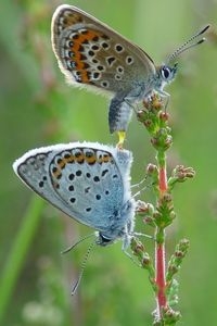 Parende heideblauwtjes: vrouwtje boven, mannetje onder (foto: Henk Bosma)