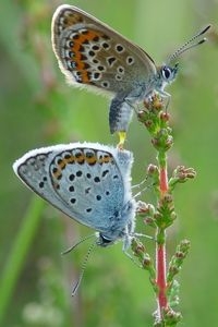 Parende heideblauwtjes (foto: Henk Bosma)