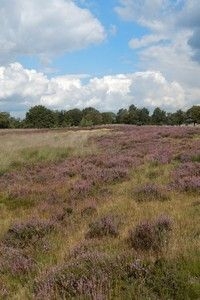 Om heide in stand te houden is ingrijpen nodig (foto: Kars Veling)