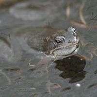 Vrouwelijke heikikker (foto: Mark Zekhuis)