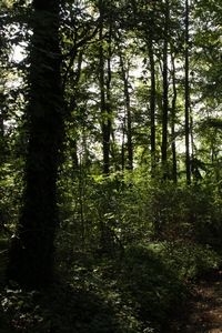 In donkere bossen zitten wel veel nachtvlinders, maar nauwelijks dagvlinders (foto: Kars Veling)