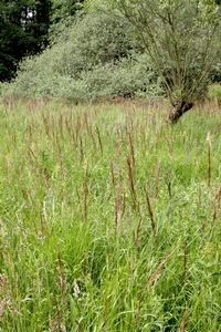 De waardplant hennegras in het Weerterbos (foto: Kars Veling)