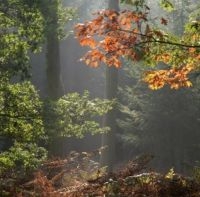 Herfst (foto: Bram van Oirschot)