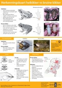 Herkenningskaart heikikker vs bruine kikker (afbeelding: RAVON)