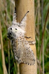 De hermelijnvlinder uit de Weeribben (foto: Henk de Vries)