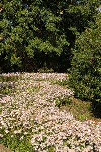 De border met Aster ageratoides (foto: Kars Veling)