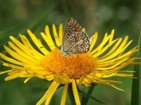 Het Bruin blauwtje profiteert van actieve oeverwallen (foto: Twan Teunissen, ARK)