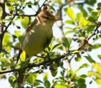 Orpheusspotvogel (foto: aigledayres)