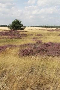 Wat is de invloed van rasterverlaging op de vlinderhotspot Hoge Veluwe (foto: Kars Veling)