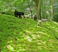 Honden op de mosheuvel (foto: Ans Molenkamp)