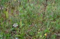 Honingorchis in het Lauwersmeergebied (foto: Mark Meijrink)