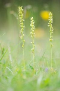 Honingorchis (foto: Mark Meijrink)