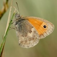 Het hooibeestje is uitgezet in de Gelderse Poort (foto: Kim Huskens)