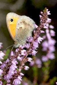 Het hooibeestje is een klein vlindertje dat altijd dicht zit (foto: Kars Veling)