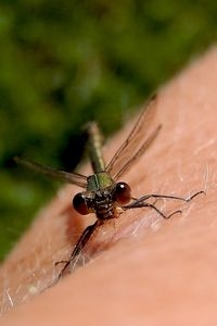 Libellen zijn niet bang voor mensen, ook deze houtpantserjuffer niet (foto: Kars Veling)