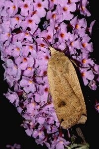 Huismoeder is een vaste gast op de vlinderstruik bij nacht (foto: Kars Veling)