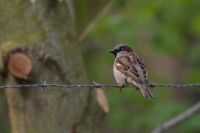 De huismus, de meest getelde vogel tijdens de nationale tuinvogeltelling (foto: Jouke Altenburg)