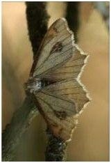 De bewuste vlinder (foto: Jack Pouw)