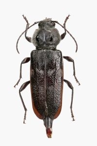 Huisboktor (Hylotrupes bajulus) (foto: Theodoor Heijerman)