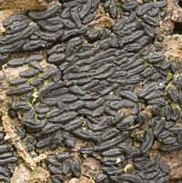 Schorsspleetkogelzwam, waarschijnlijk algemeen maar weinig gemelde kernzwam op schors van loofbomen (foto: Nico Dam)