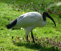 Heilige ibis (foto: Else, Wikimedia)