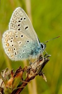 Een echte graslandvlinder, icarusblauwtje (foto: Kars Veling)