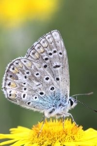 Icarusblauwtje op heelblaadjes (foto: Kars Veling)