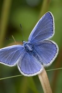 De mannetjes zijn felblauw van boven (foto: Kars Veling)