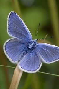 Wemelt het straks van de icarusblauwtjes op de honingweiden (foto: Kars Veling)