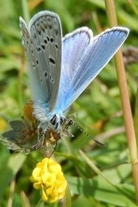 Icarusblauwtje (foto: Kars Veling)