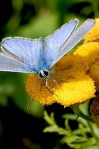 Voor icarusblauwtje moet je op zoek in bloemrijke graslanden en bermen (foto: Kars Veling)