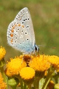 Icarusblauwtje, een van de graslandvlinders die in het landbouwgebied steeds minder te vinden zijn (foto: Kars Veling)