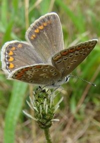 Vrouwtjes zijn bruin van boven, soms met flinke blauwe bestuiving (foto: Jeanette Essink)