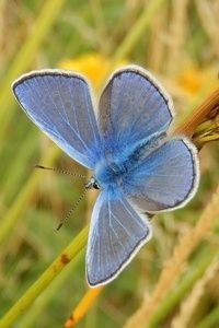 Mannetje icarusblauwtje (foto: Kars Veling)